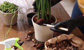 Truque do Papel-Alumínio no Vaso de Plantas Funciona?