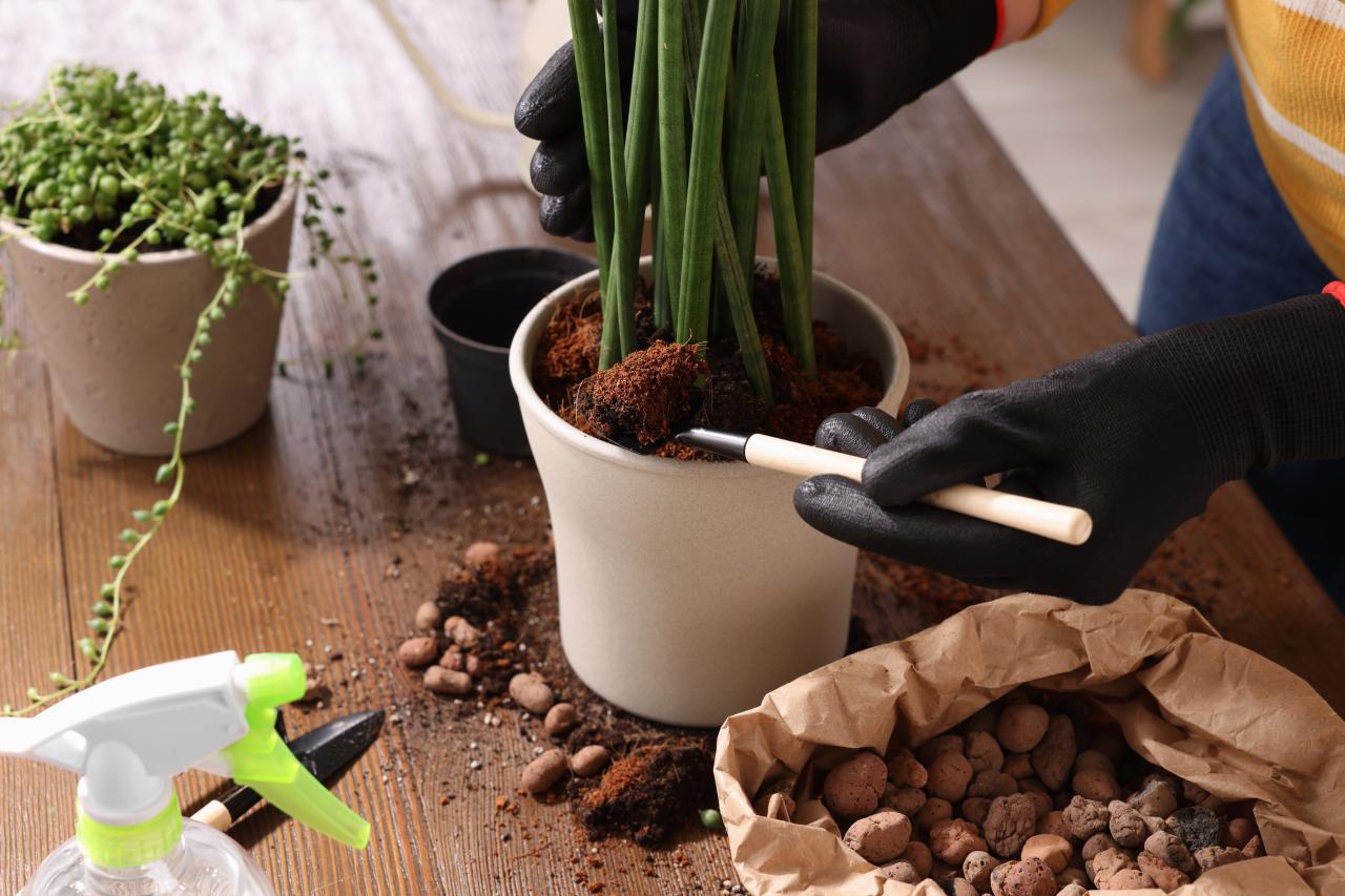 Truque do Papel-Alumínio no Vaso de Plantas Funciona?