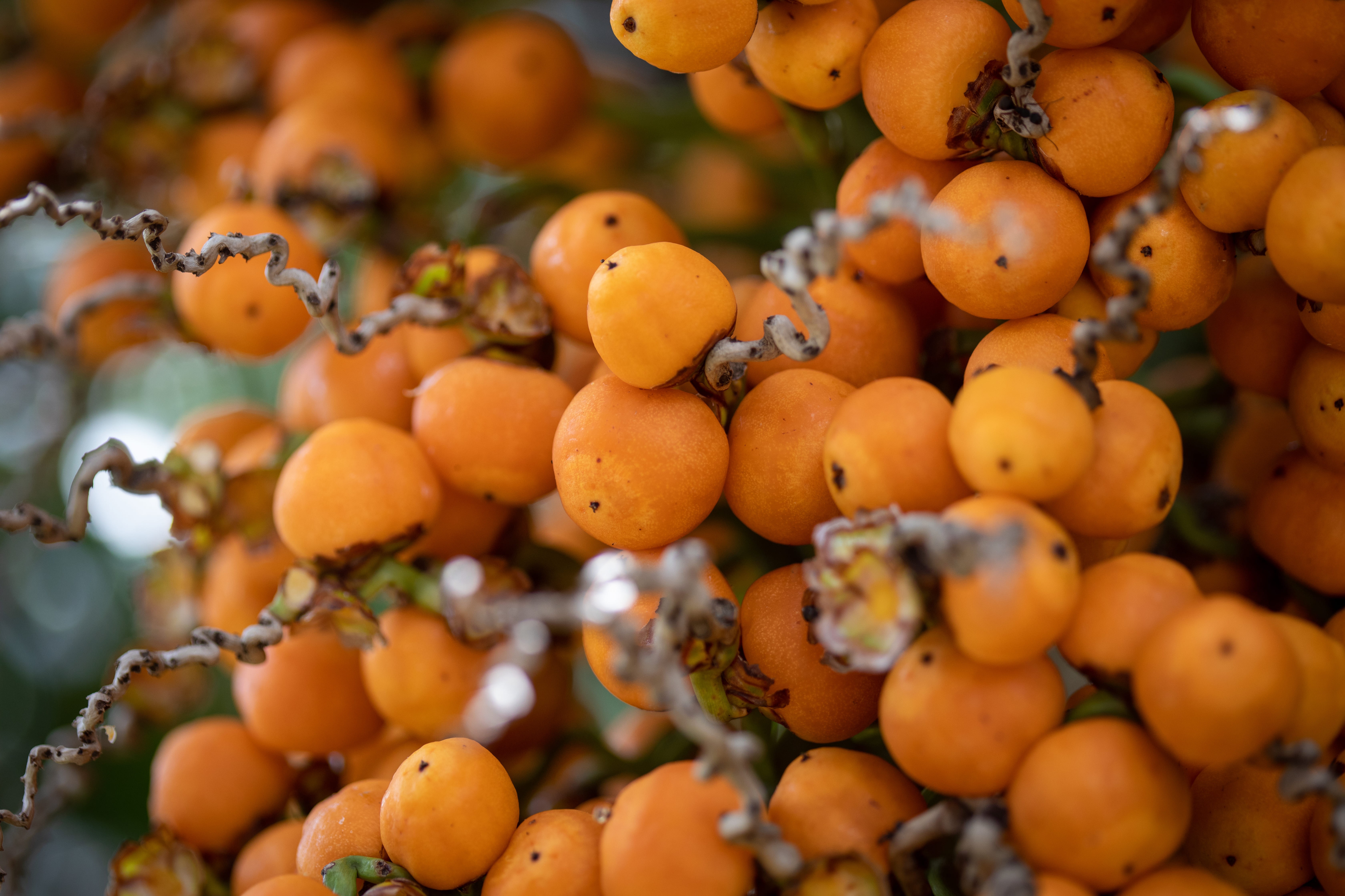 Tudo sobre o Butiá: Fruta Típica do Sul e Seus Usos Tudo sobre o Butiá: Fruta Típica do Sul e Seus Usos