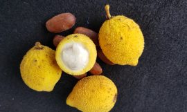 Suco de Bacuri Cremoso da Amazônia Saudável