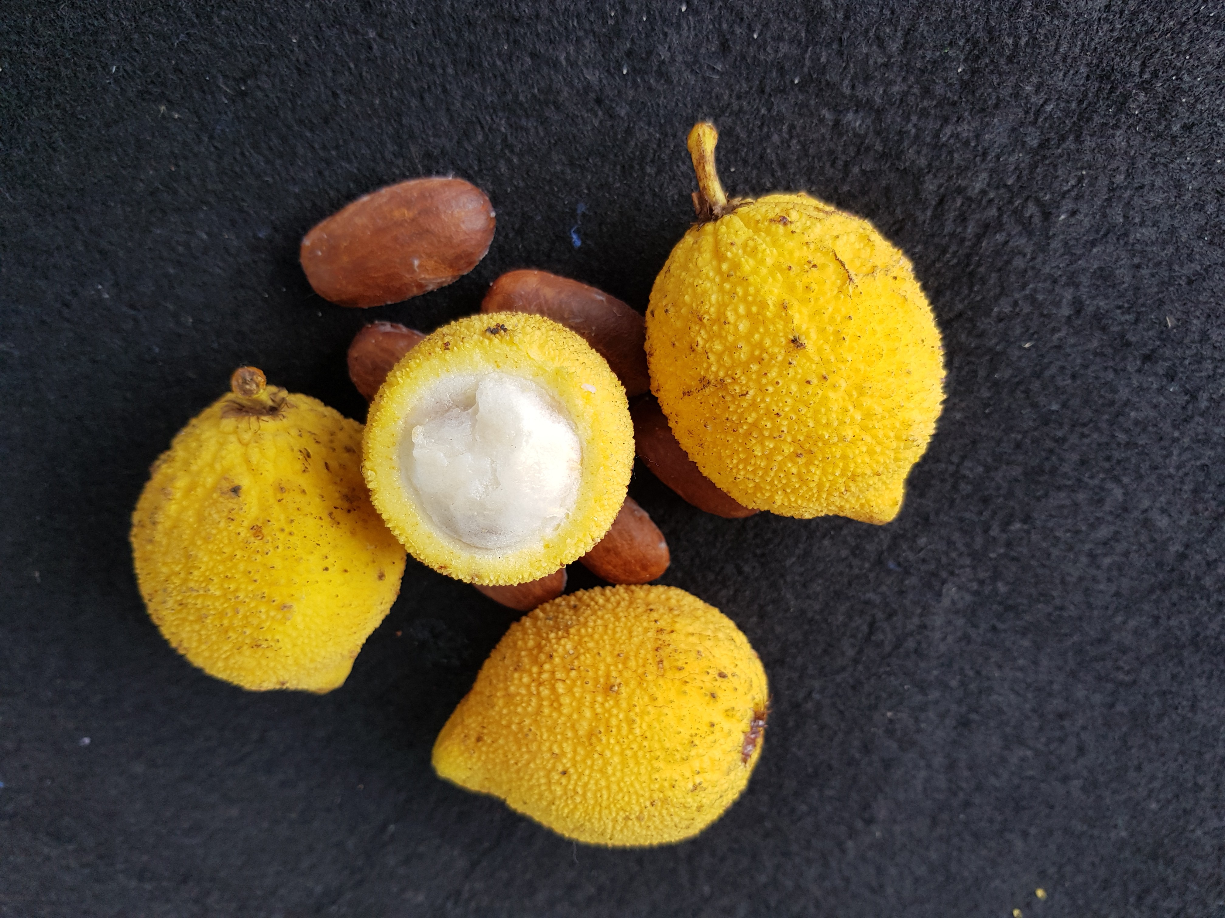 Suco de Bacuri Cremoso da Amazônia Saudável